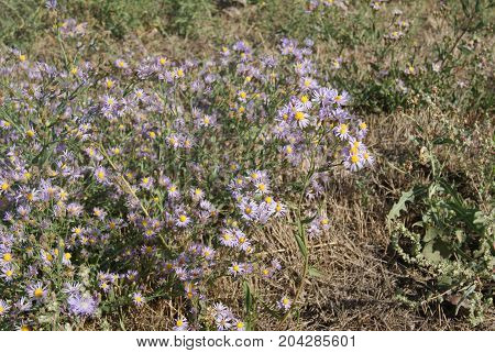 Asters alpinus or Alpine asters purple or lilac flowers. Purple flowers like a daisy in flower bed.
