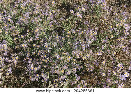 Asters alpinus or Alpine asters purple or lilac flowers. Purple flowers like a daisy in flower bed.