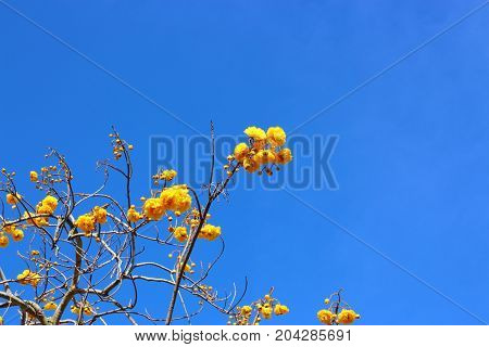 Yellow Silk Cotton flower and blue sky background in the garden.