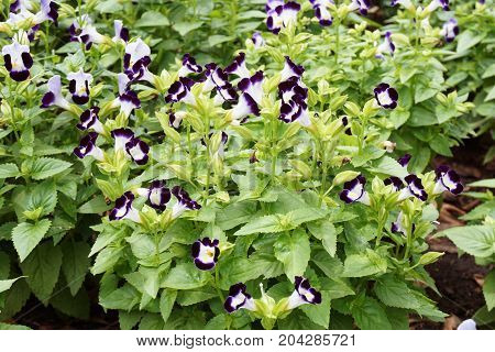 beautiful Torenia fournieri flower in nature garden