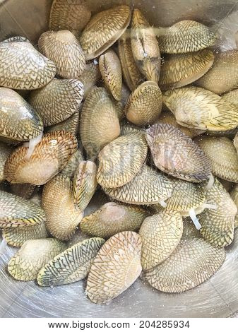 close up fresh paphia undulata in water