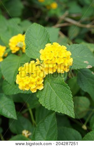 yellow lantana camara flower in nature garden