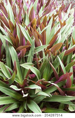 close up Oyster Lily plant in nature garden