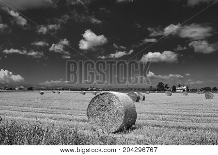 Rural landscape near Corcagnano (Parma Emilia-Romagna Italy) at summer. Black and white