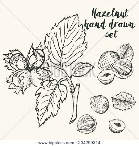 Hand drawn sketch illustration with hazelnut branch with leaves and fruits