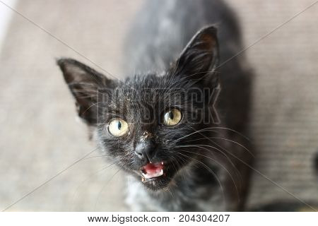 A young black kitten with yellow eyes, miaowing with mouth open