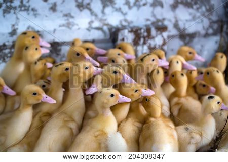 Close up flock of small pretty ducklings having rest on the ground