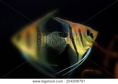 Pack of freshwater angelfish or Pterophyllum scalare in big aquarium