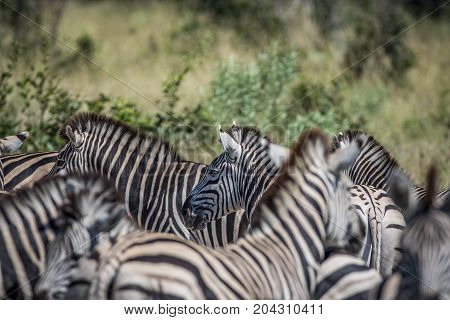 Zebra In Between A Herd Of Zebras.