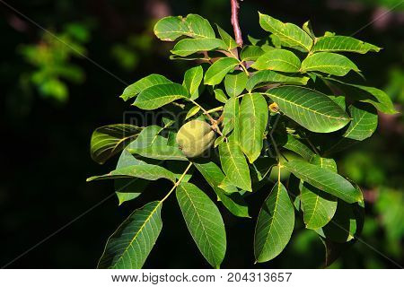 Ripe nuts of a Walnut tree Closeup shot of a ripe walnut on tree with leaves