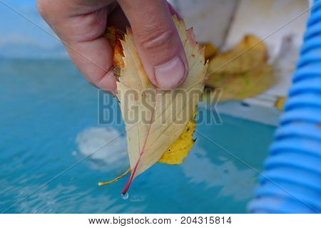 Human hand cleaning outdoor swimming pool from fallen autumn leaves
