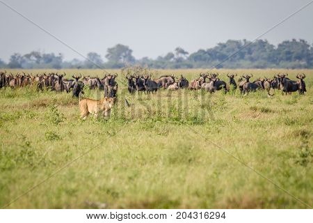 Lion Walking In Front Of Blue Wildebeests.