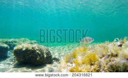 Sargo swimming in a rocky sea floor in Sardinia Italy