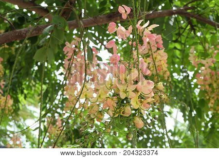 Rainbow shower tree,Cassia fistula, Cassia bakeriana,Cassia javanica.