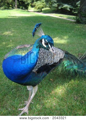 Pfau Gnade