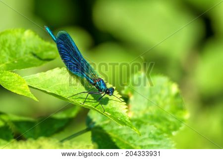 Male banded demoiselle or Calopteryx splendens at rest