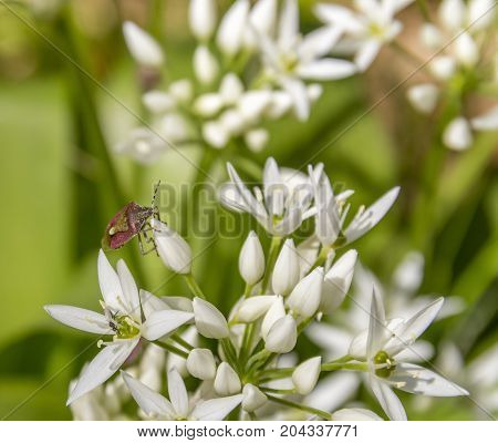 shield bug on ramsons blossom in sunny ambiance