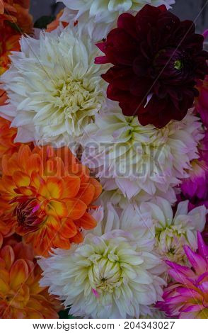 beautiful multicolored bouquets of dahlias grown in the summer garden.