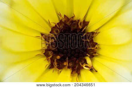 Macro shot yellow flower background with various degrees of yellow.