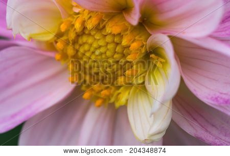 an amazing macro shot of a lovely colourful flower.