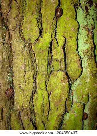 Three grape snails are hidden in the folds of the green bark of the tree.