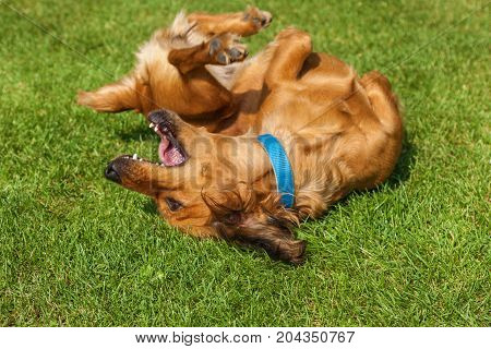 dog lying on back on green grass, mixed spaniel dogs spaniel