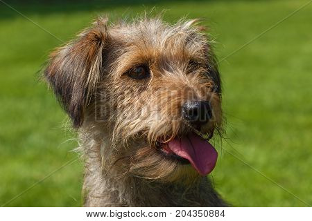 funny hairy dog, mixed spaniel dogs spaniel