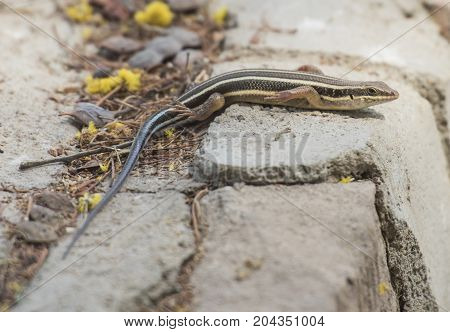 Blue-tailed Skink Lizard On A Rock Wall