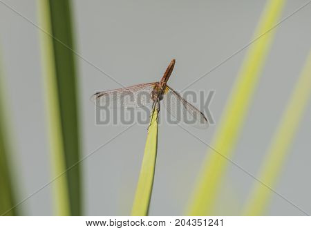 Red Veined Darter Dragonfly Closeup Perched On Leaf Frond