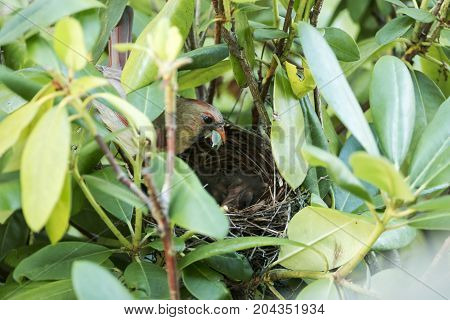 A female cardinal with food in her beak to give her newborn chicks in their birds nest