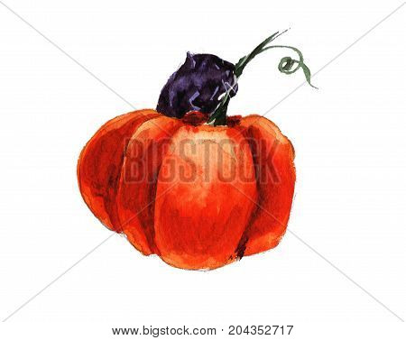 Halloween cat eating pumpkin food black autumn