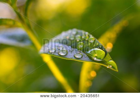 Extremely close up of a rain drops on a tea leaves in warm sunset light. Macro with shallow DOF.