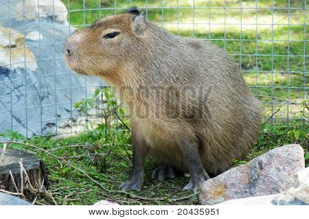 capybara, Hydrochoerus hydrochaeris