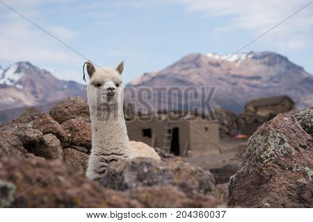 Cute Llama Alpaca Portrait against mountains. Altiplano Bolivia South America