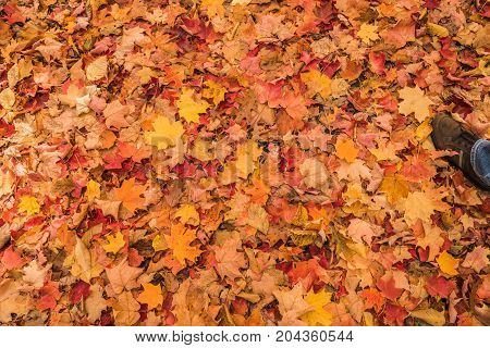Golden autumn in Humber River park Toronto Ontario Canada