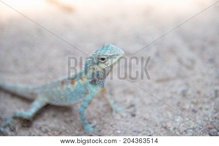 Close up blue chameleon on Sandy floor