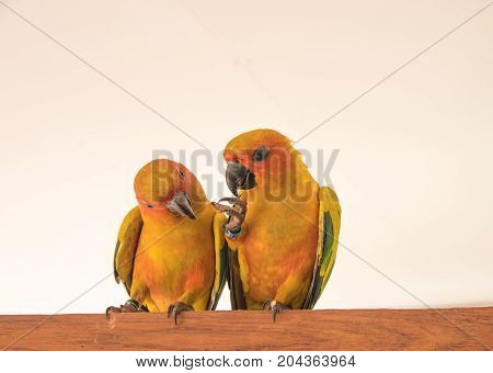 couple yellow Sun conure parrot love and take care of together lovely parrot Beautiful parrot.