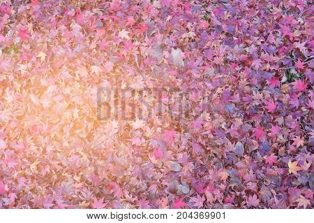 Red fallen maple leaves on ground nautral autumn season background