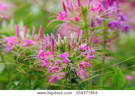 Colorful of Spider flower in the flowerbed at my garden.