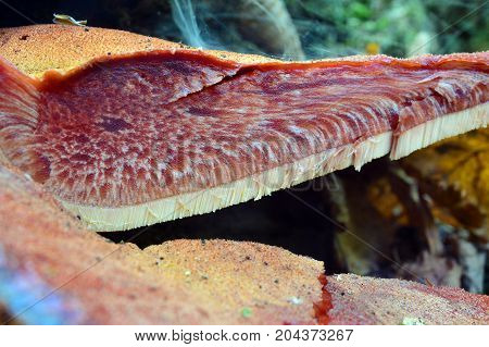 edible fistulina hepatica mushroom in cross section