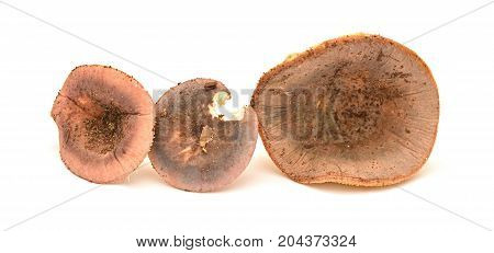russula olivacea mushrooms isolated on white background