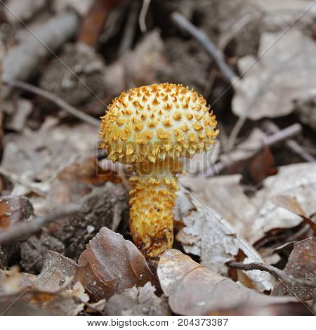 pholiota squarrosa mushroom commonly known as the shaggy scalycap
