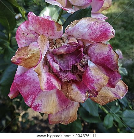 Withered rose. Garden rose. Rose. Withered rose. Floral background. Grunge rose. Grunge flower. Withered flower. Withered pink flower.