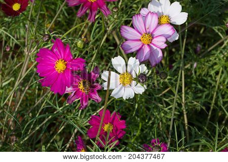 Colourful Calliopsis Flower Blooming Under The Sunshine