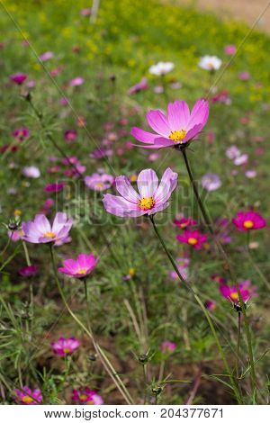 Colourful Calliopsis Flower Blooming Under The Sunshine