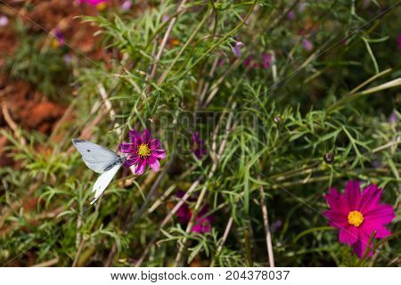 Colourful Calliopsis Flower Blooming Under The Sunshine
