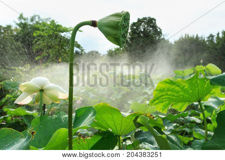 Lotus Seedpod In Pond In Xiamen Garden Expo