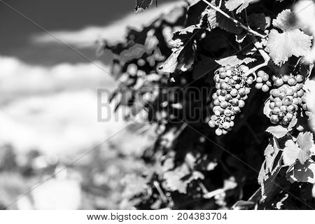 Sunset In The Vineyards Of Friuli Venezia Giulia
