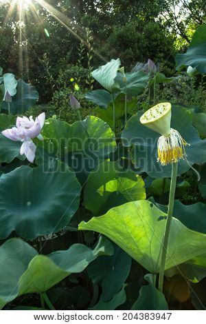 Lotus Seedpod In Pond In Xiamen Garden Expo