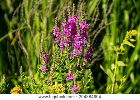 Purple Loosestrife (Lythrum Salicaria) on the meadow